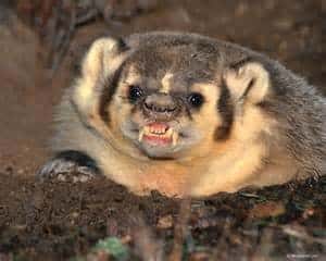 Badger