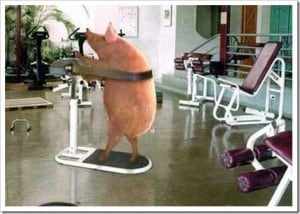 Pig